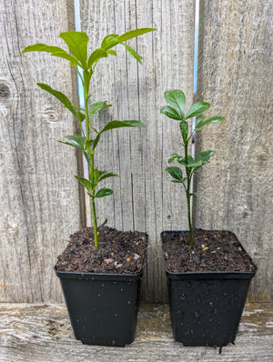 Citrus limetta x Citrus trifoliata - Sweet Lemon x Hardy Lemon