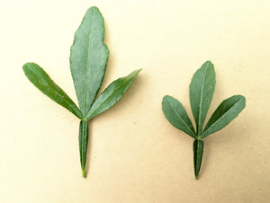 Citrus limetta x Citrus trifoliata - Sweet Lemon x Hardy Lemon