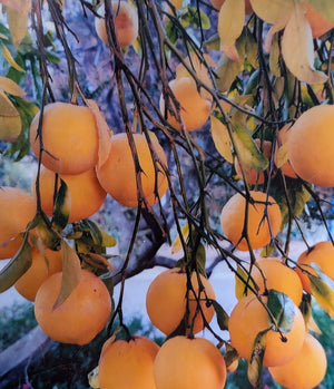 Citrus limetta x Citrus trifoliata - Sweet Lemon x Hardy Lemon