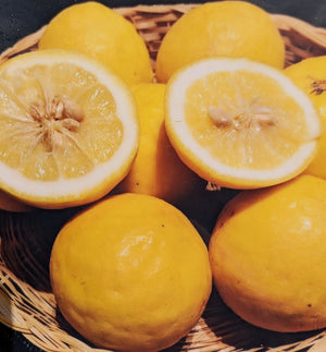 Citrus limetta x Citrus trifoliata - Sweet Lemon x Hardy Lemon