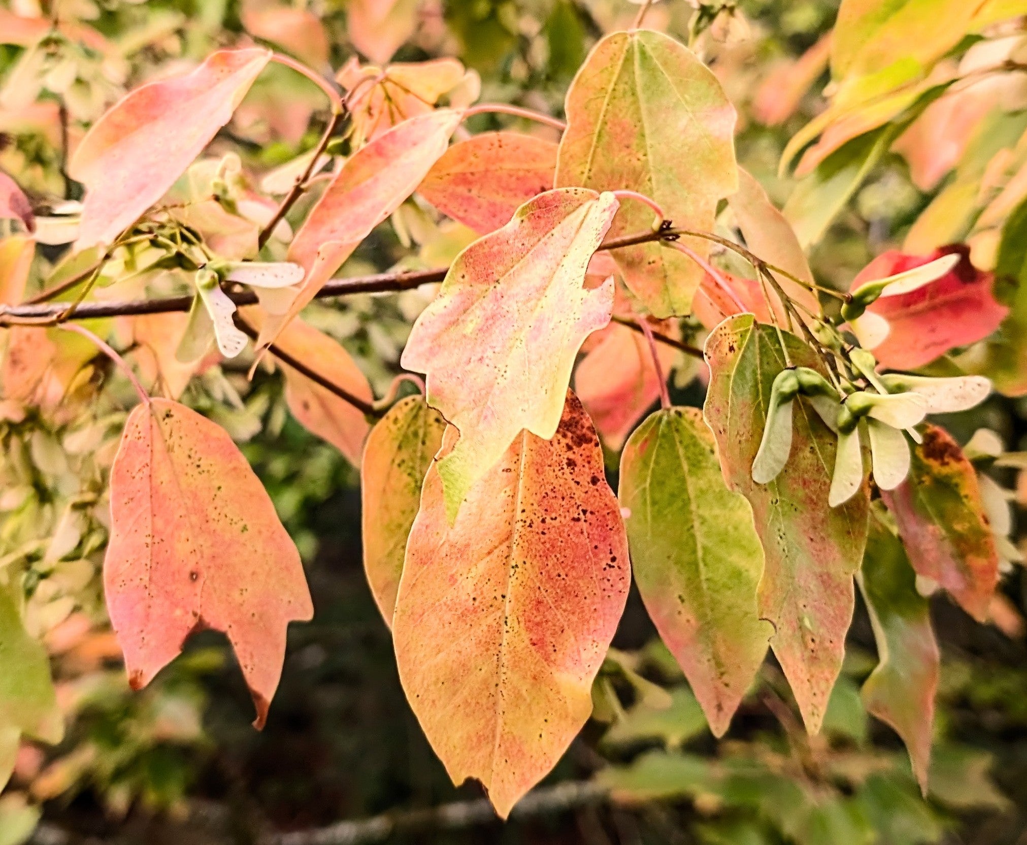 Acer buergerianum - Trident Maple
