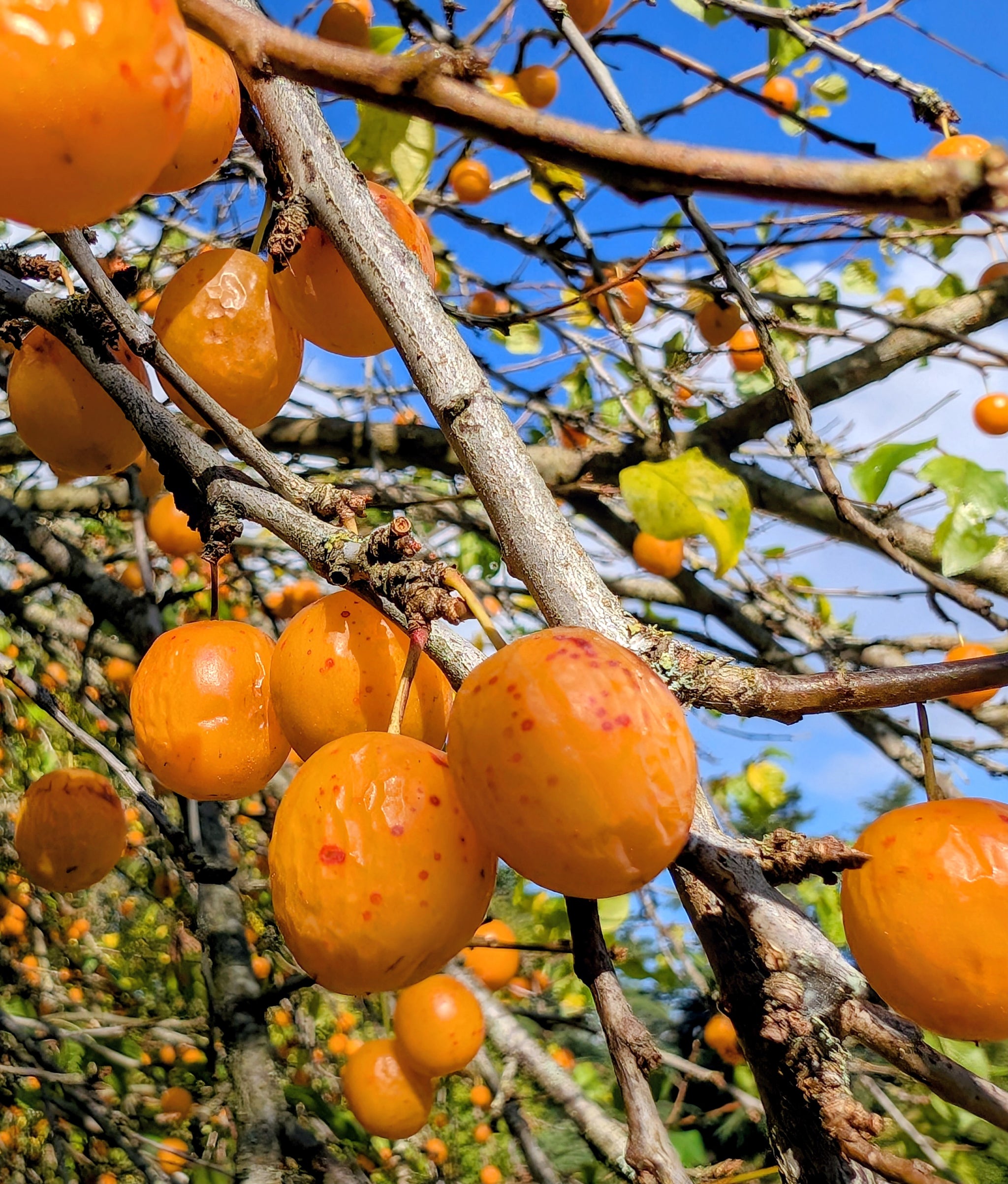 Prunus divaricata - Caucasian Cherry Plum