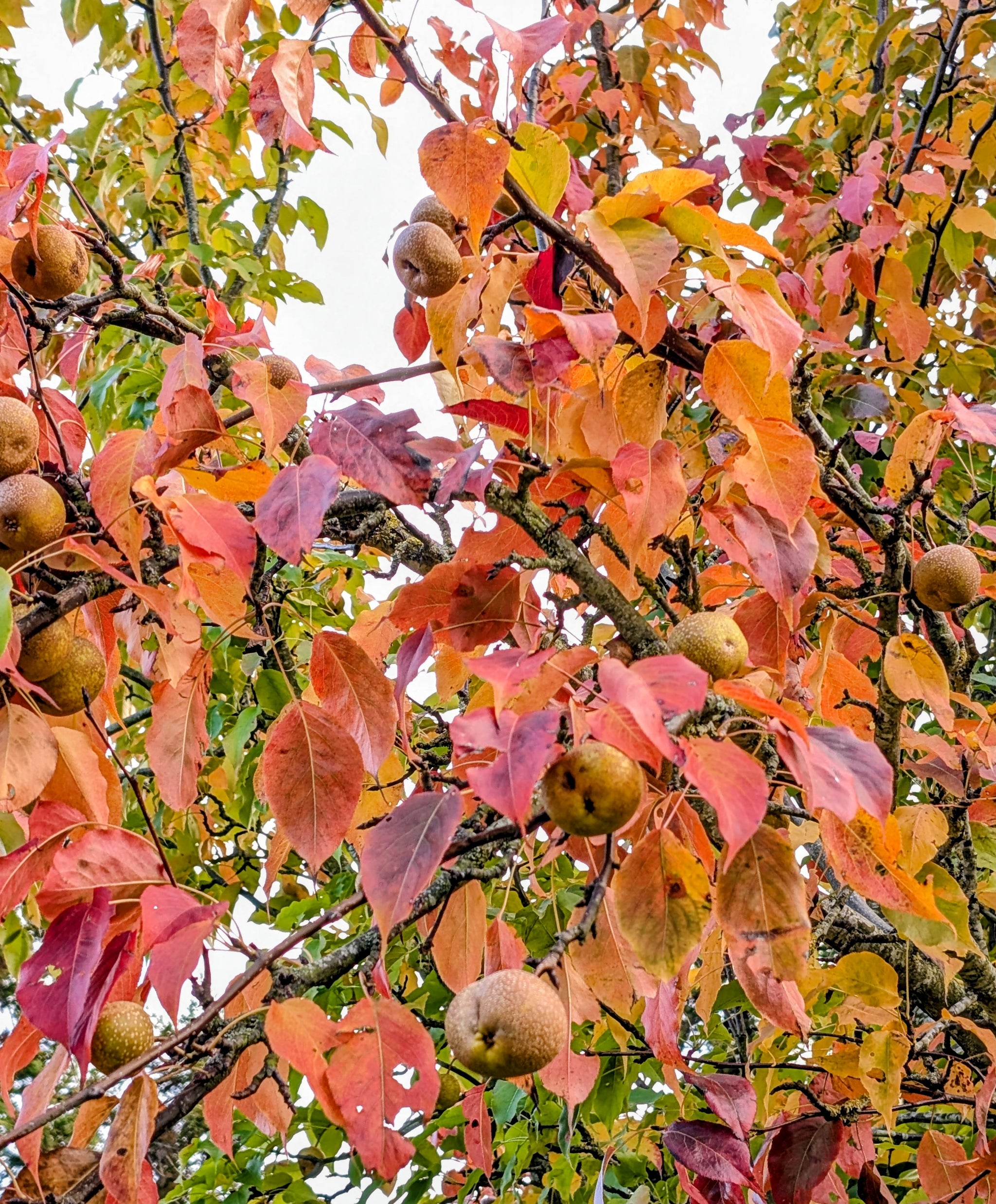 Pyrus ussuriensis - Manchurian Pear, Chinese Pear