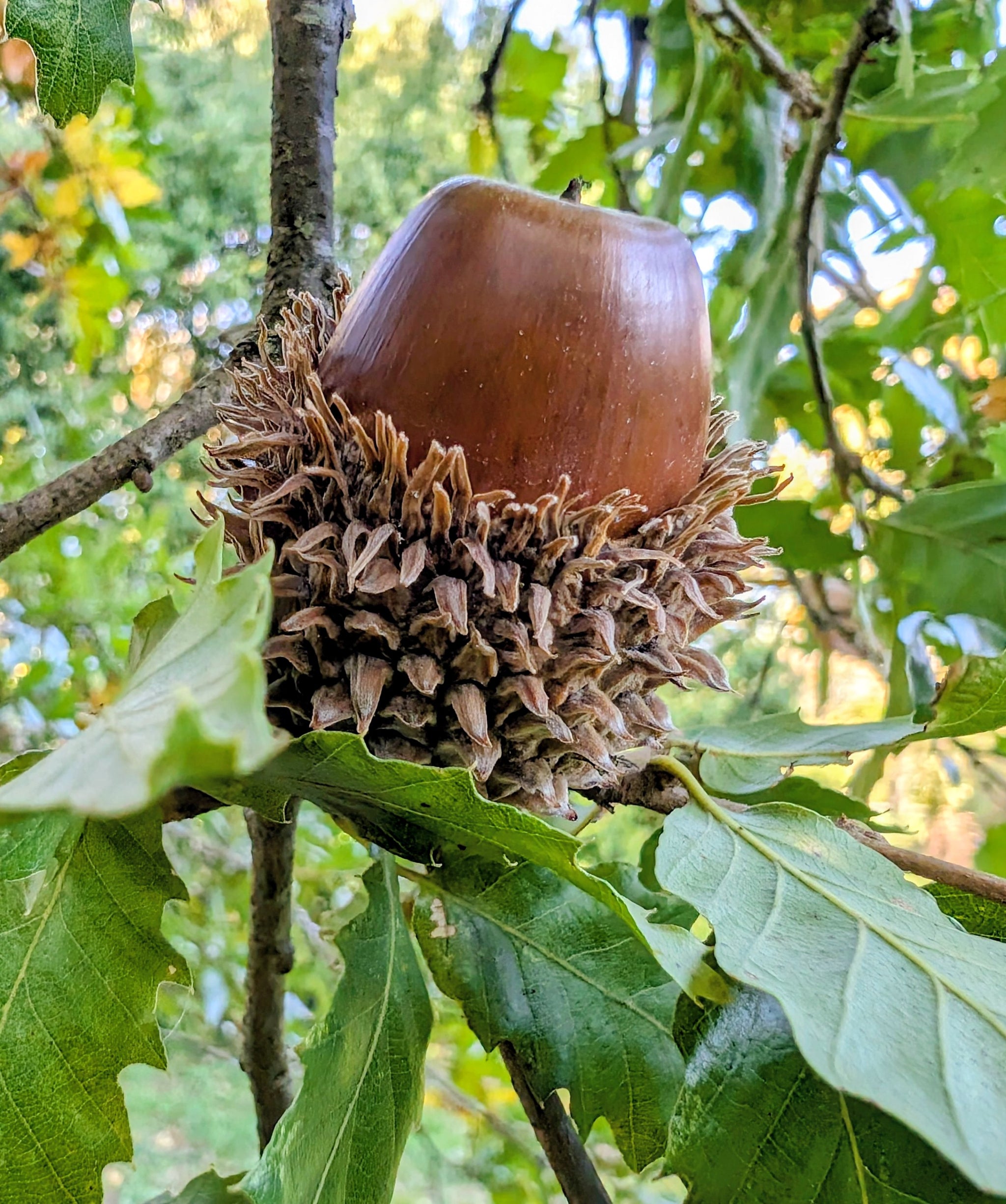 Quercus trojana - Macedonian Oak, Trojan Oak