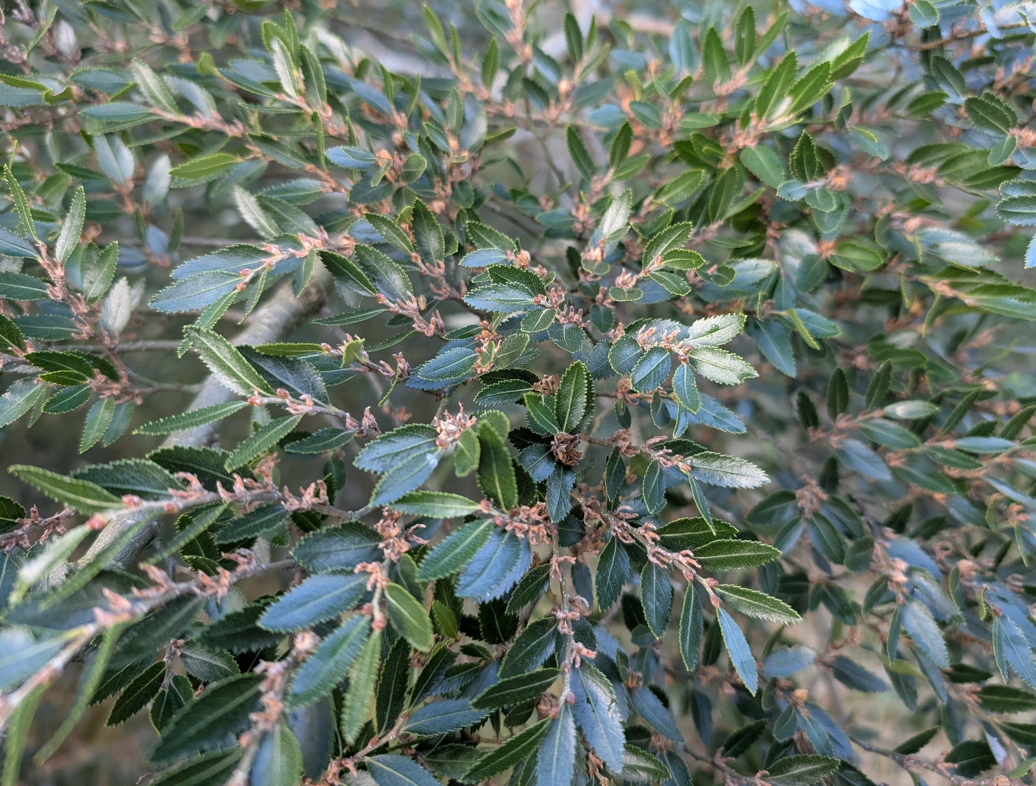 Nothofagus dombeyi -Coigue, Evergreen Southern Beech