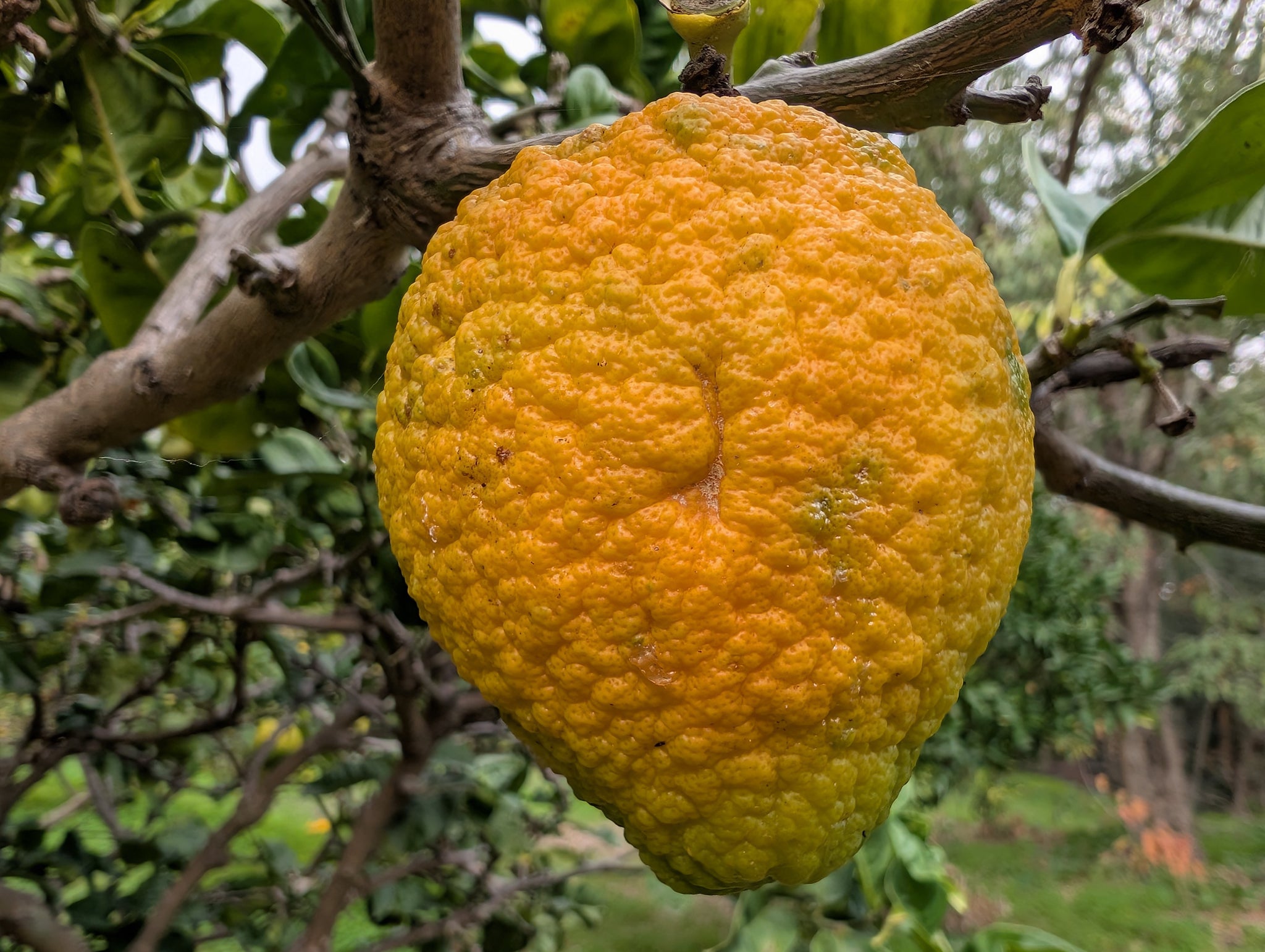 Citrus medica - Citron, Cedro, French Lemon