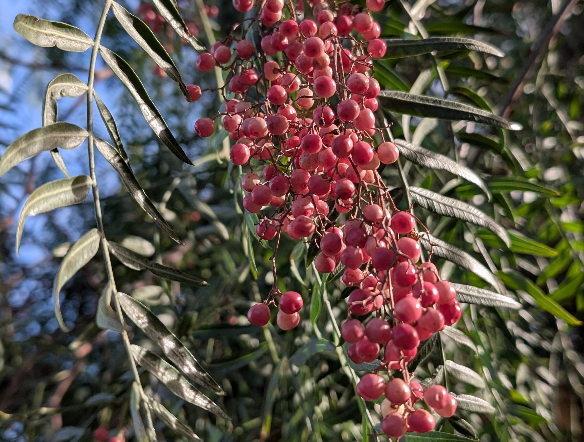 Schinus molle - Peruvian pepper tree, California pepper
