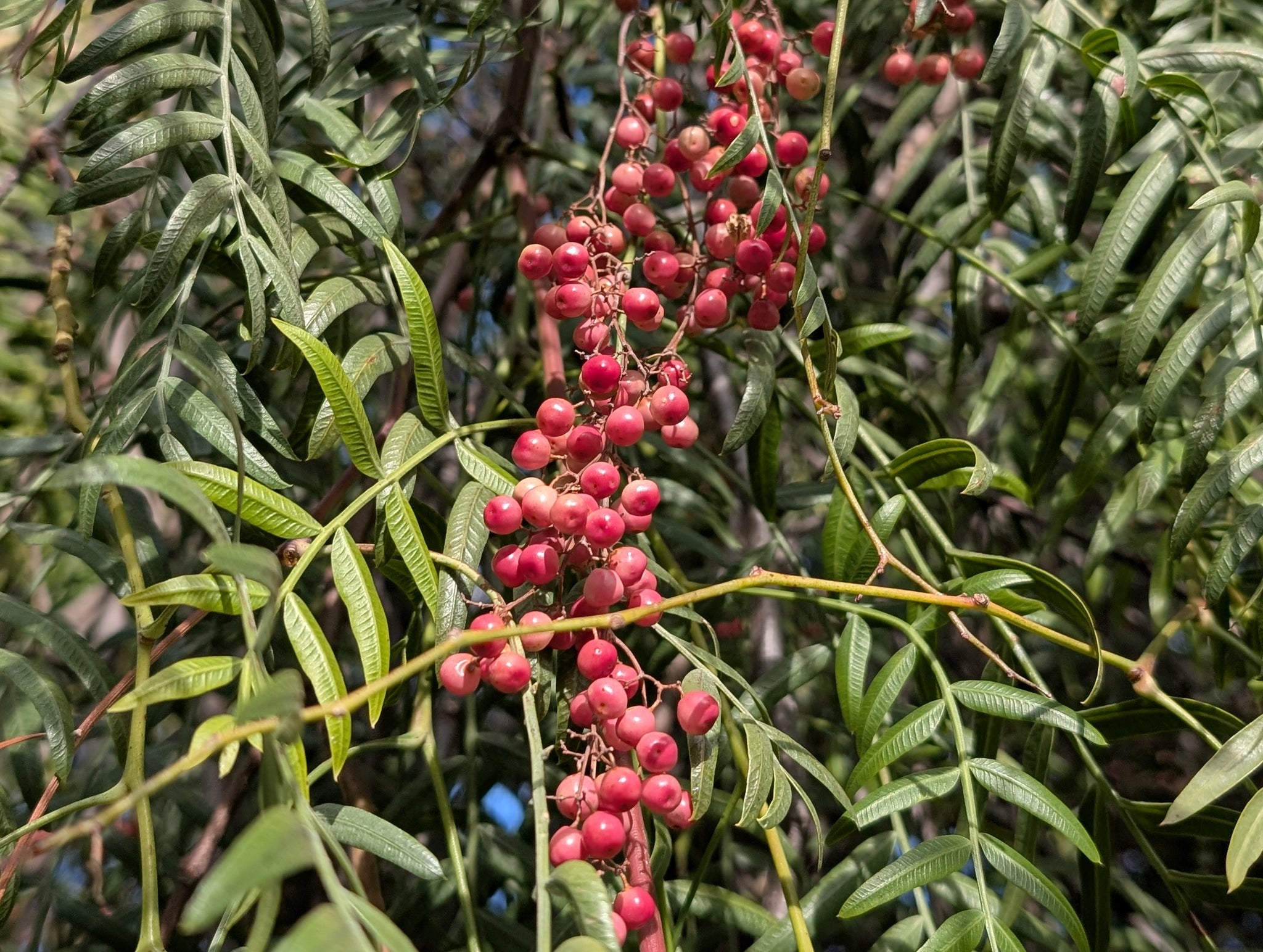 Schinus Molle Peruvian Pepper Tree California Pepper schinus-molle-peruvian-pepper-tree-california-pepper