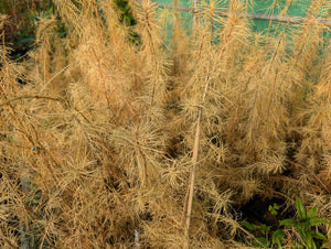 Larix kaempferi - Japanese Larch - Jurassicplants Nurseries