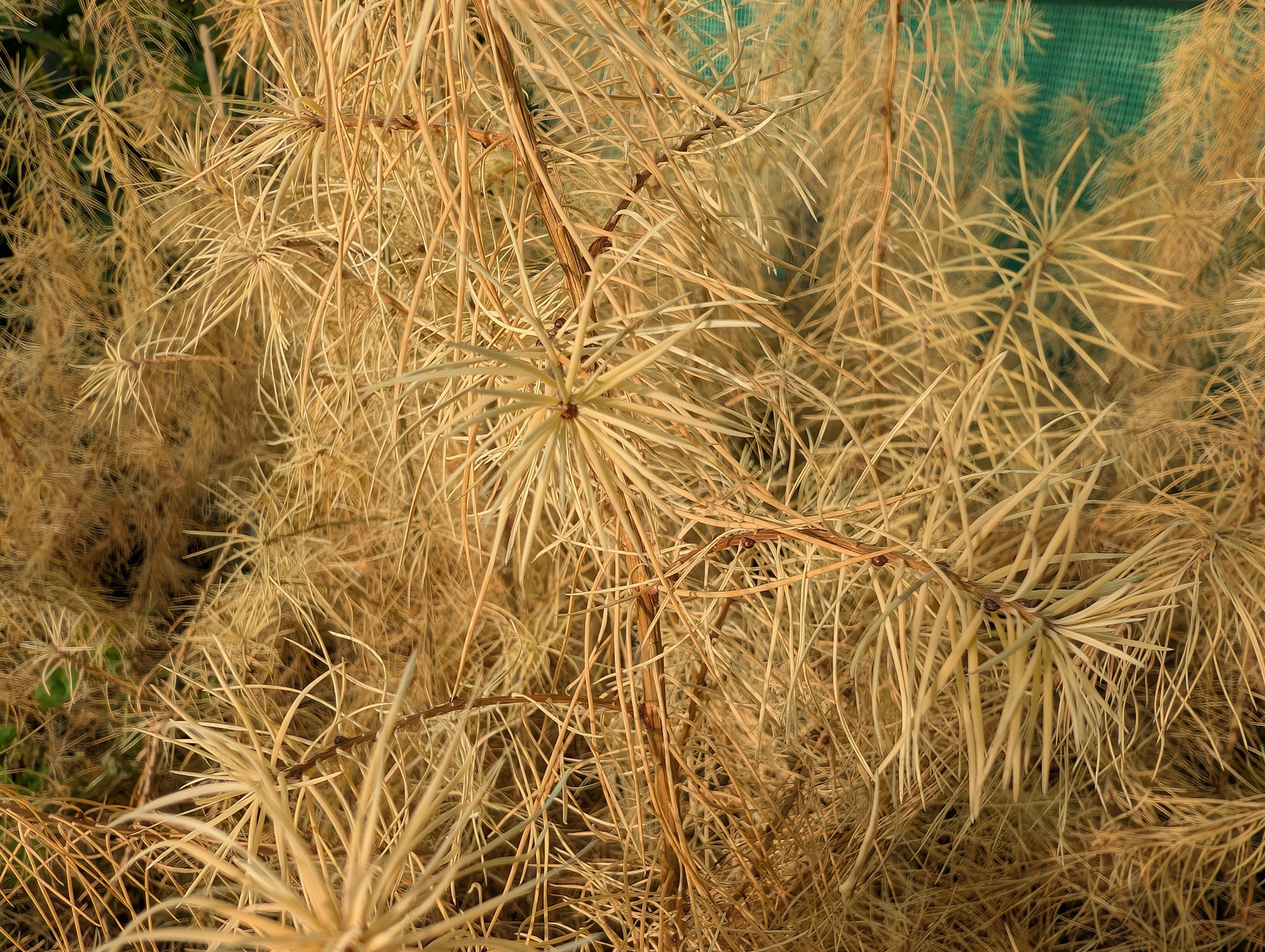 Larix kaempferi - Japanese Larch