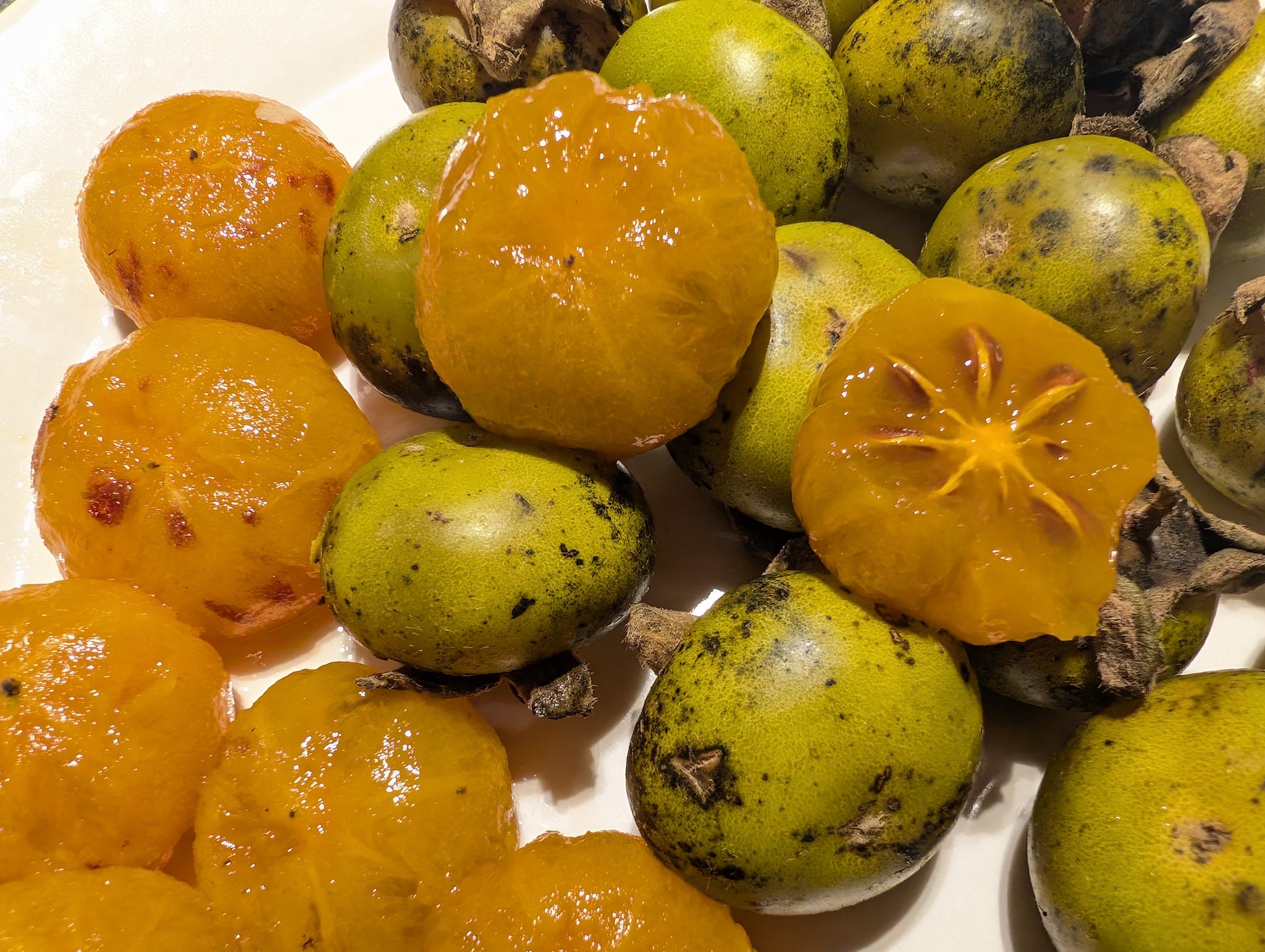 Diospyros oleifera - Green Persimmon, Oil Persimmon