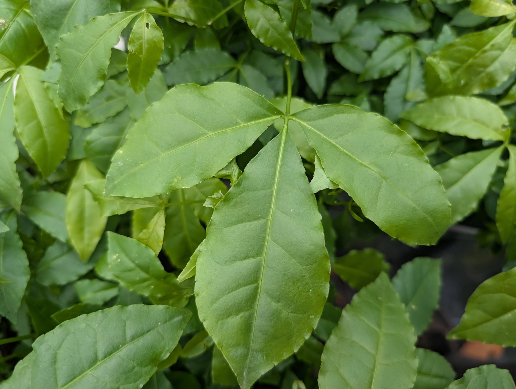 Melicope pteleifolia, Euodia lepta, Zanthoxylum pteleifolium -Thin evodia, Sanyaku