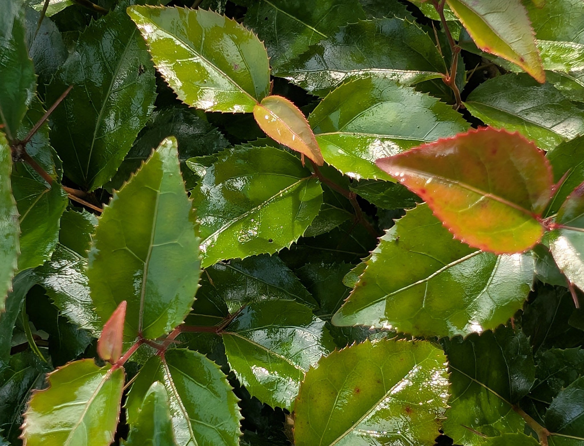 Xylosma japonica - Dense Longwood, Japanese Xylosma