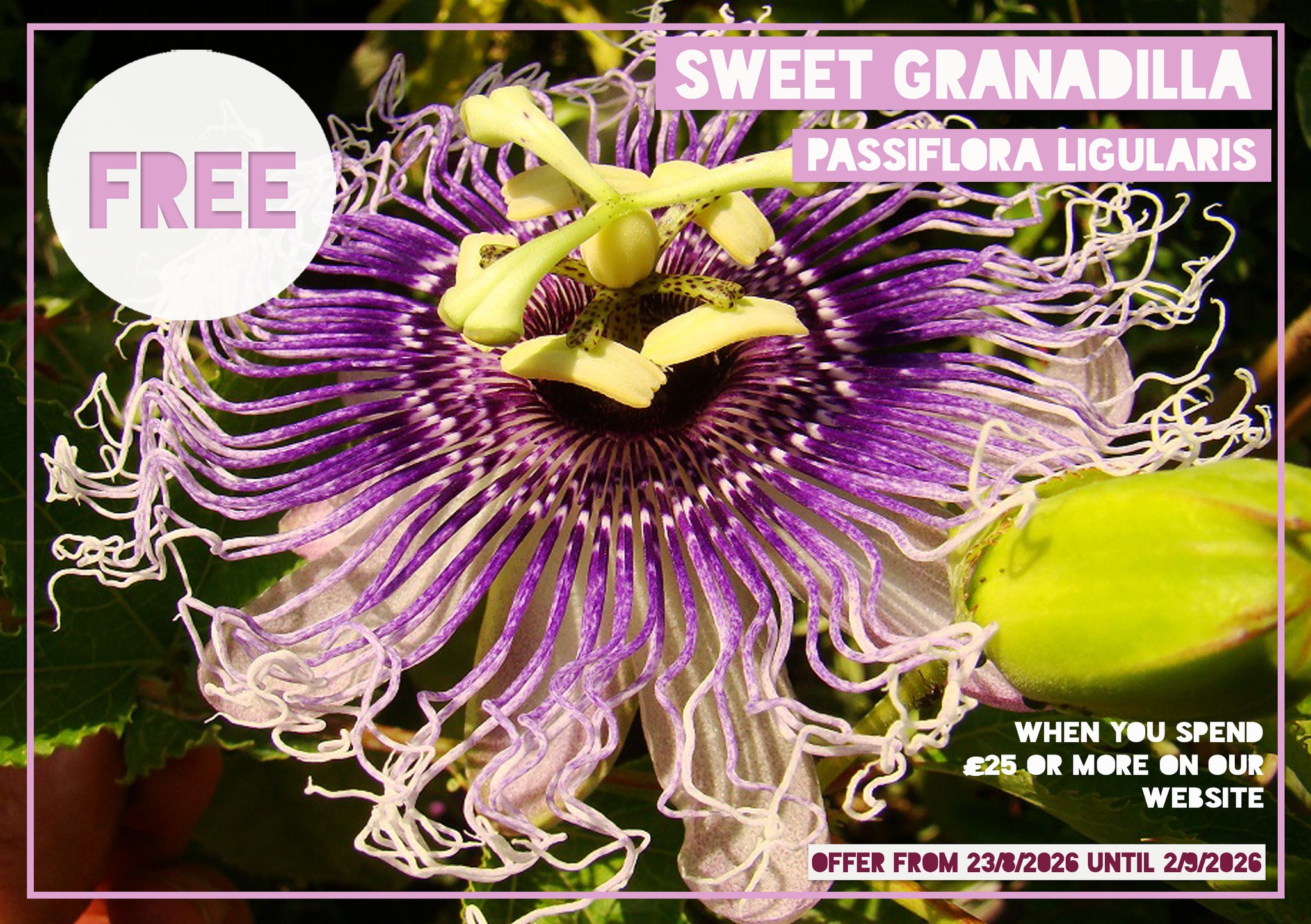 *FREE GIFT* Passiflora ligularis - Sweet Granadilla