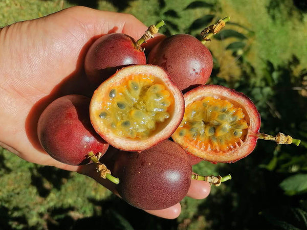 Passiflora edulis - Passievrucht | De Tuinen van Appeltern Passiflora edulis - Passievrucht | De Tuinen van Appeltern