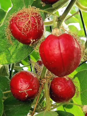 Passiflora foetida - Red Passionfruit