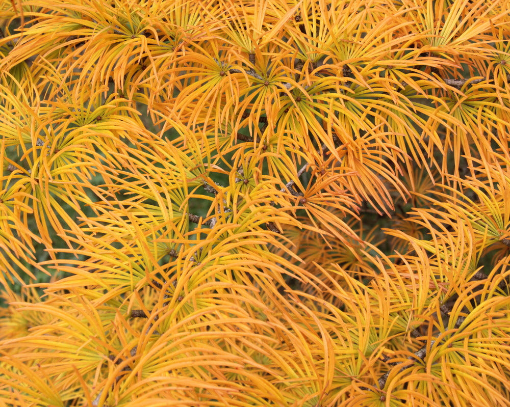 golden larch bonsai tree Pseudolarix amabilis - Golden Larch