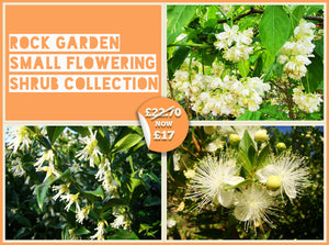 Rock Garden, Small Flowering Shrub Collection