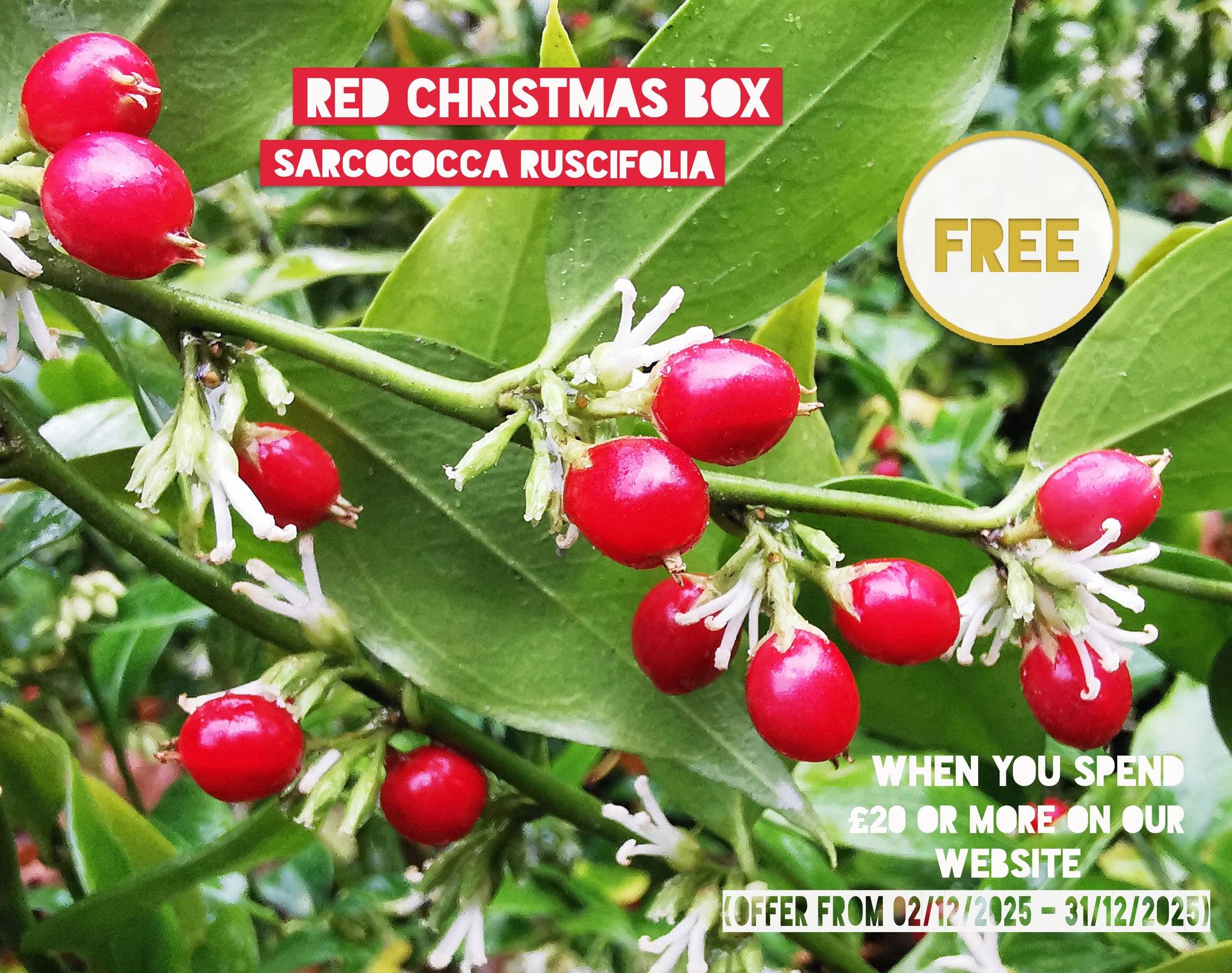 *FREE GIFT* Sarcococca ruscifolia – Fragrant Red Christmas Box