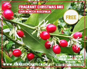 *FREE GIFT* Sarcococca ruscifolia – Fragrant Red Christmas Box