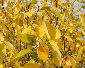 Lindera benzoin - Nothern Spicebush