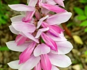 Indigofera kirilowii - Kirilow Indigo Shrub