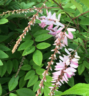 Indigofera kirilowii - Kirilow Indigo Shrub