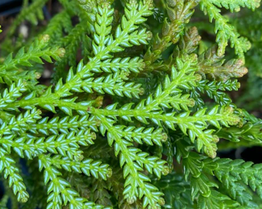 Thujopsis dolabrata - Lizard Tree, Hiba