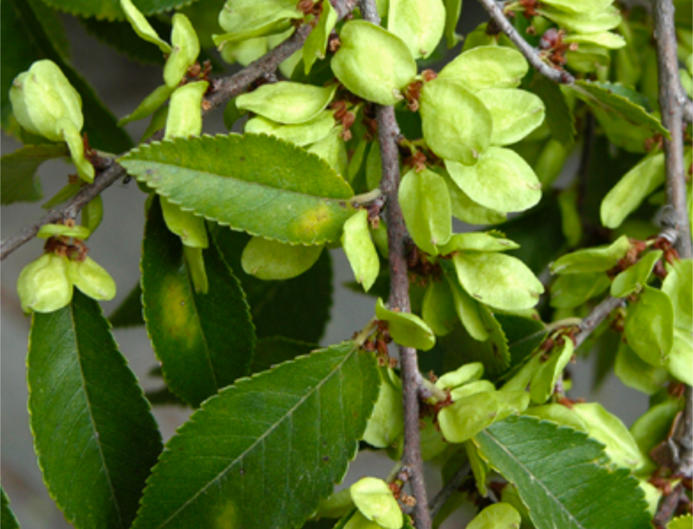 Ulmus parvifolia - Chinese Elm ( edible )