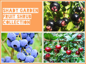 Shady Garden Fruit Shrub Collection