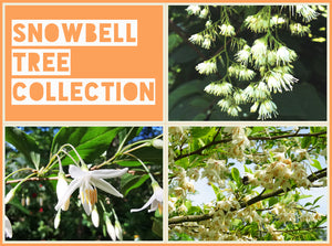 Snowbell Tree Collection