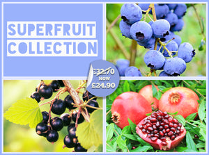 Superfruits Collection
