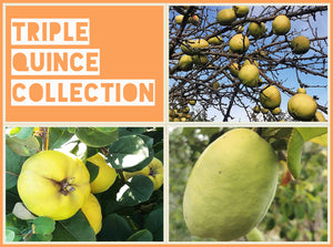 Triple Quince Collection