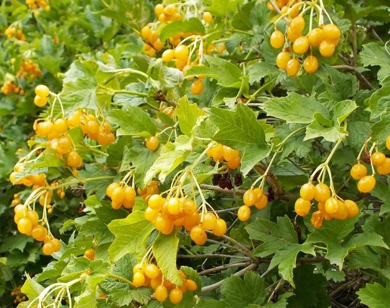 Viburnum opulus 'Xanthocarpum' - Yellow fruited Guelder Rose