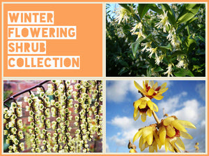 Winter Flowering Shrub Collection