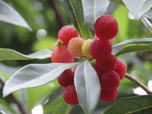 Myrica rubra - Chinese Bayberry, Chinese Strawberry, Japanese Bayberry (SEEDLING PLANT)