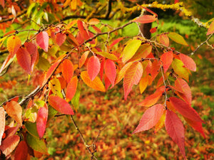Bonsai Starter - Autumn Colour Collection