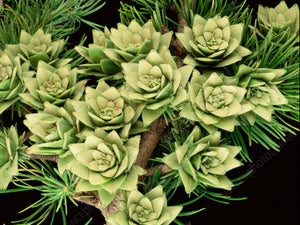 Pseudolarix amabilis - Golden Larch