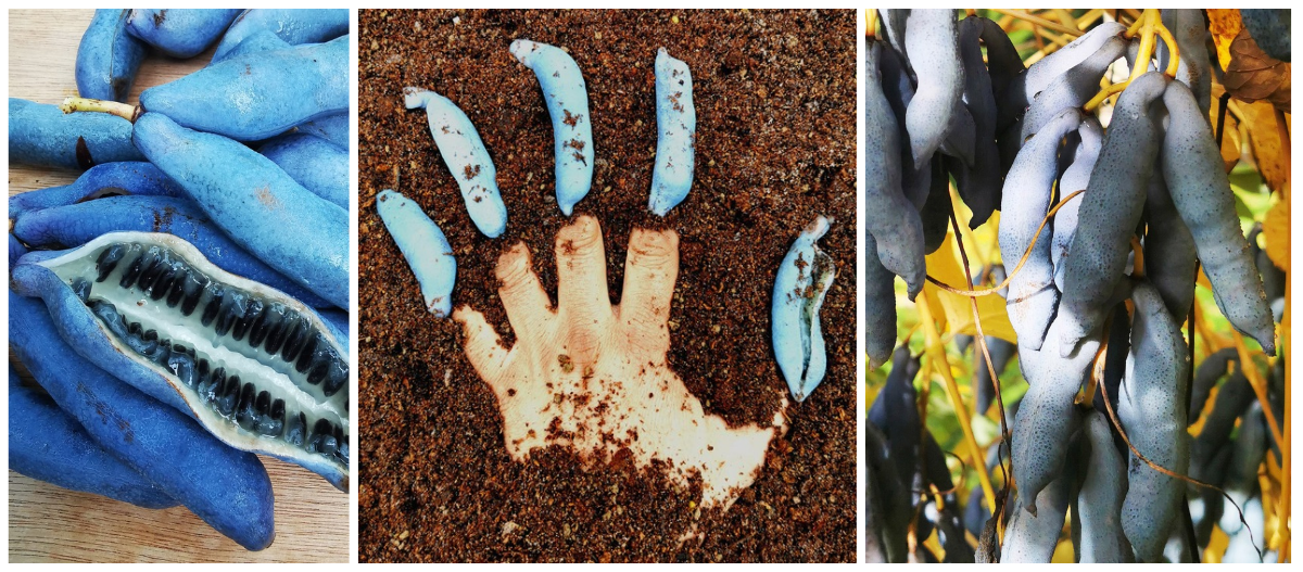 Decaisnea fargesii - Blue Sausage Shrub