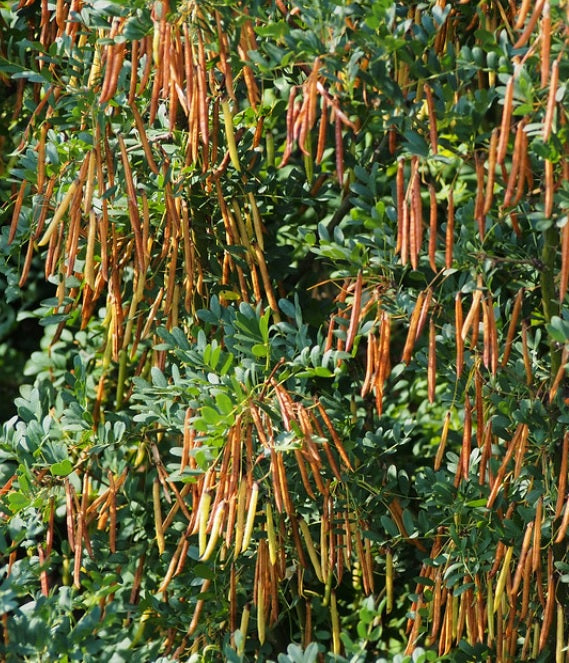 Caragana laeta - Mongolian Pea Tree - Jurassicplants Nurseries