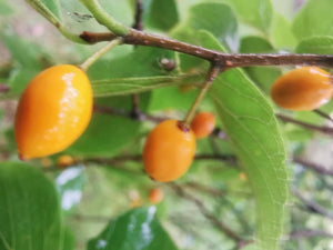 Celtis sinensis - Chinese nettle tree