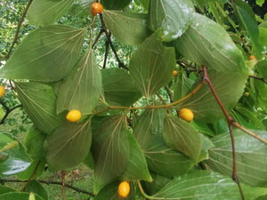 Celtis sinensis - Chinese nettle tree