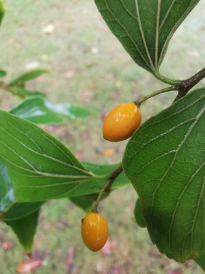 Celtis sinensis - Chinese nettle tree