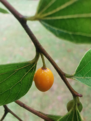 Celtis sinensis - Chinese nettle tree