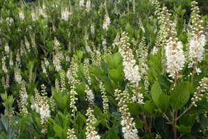 Clethra alnifolia - Sweet Pepper-bush