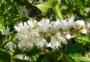 Clethra alnifolia - Sweet Pepper-bush