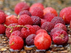 Myrica rubra - Chinese Bayberry, Chinese Strawberry, Japanese Bayberry (SEEDLING PLANT)