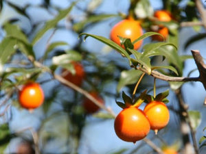 Diospyros cathayensis - Sechuan Persimmon, Evergreen Persimmon x 2