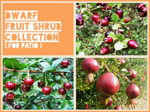 Dwarf Fruit Shrub Collection