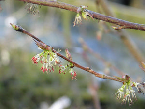 Euptelea polyandra - Fusakazura, Euptelea